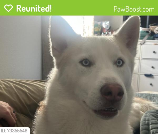 Reunited Male Dog last seen Wildflower Elementary, Colorado Springs, CO 80916