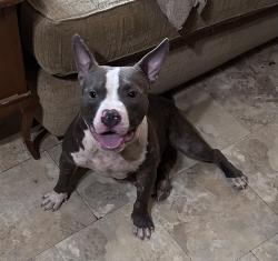 Found/Stray Unknown Dog last seen Near Butera, Stagecoach, TX 77355