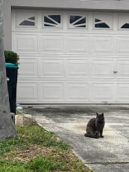 Lost Male Cat last seen Americana, Palm Bay, FL 32907