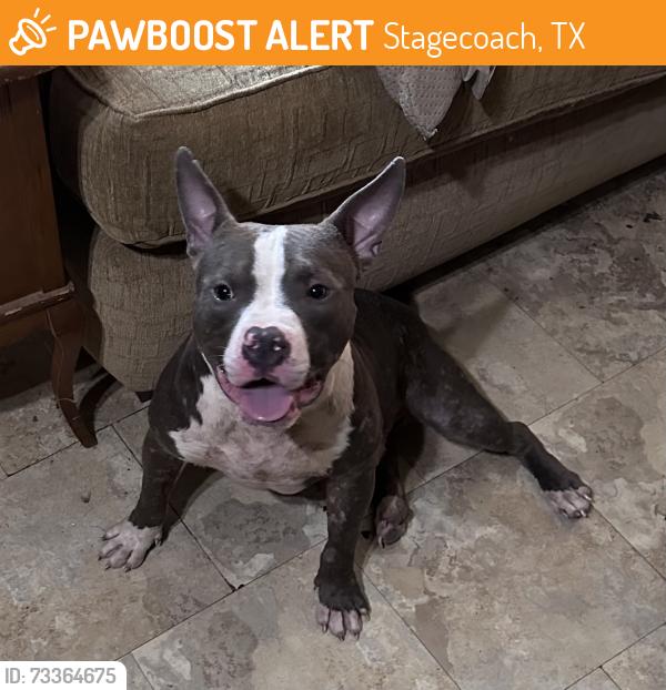 Found/Stray Unknown Dog last seen Near Butera, Stagecoach, TX 77355