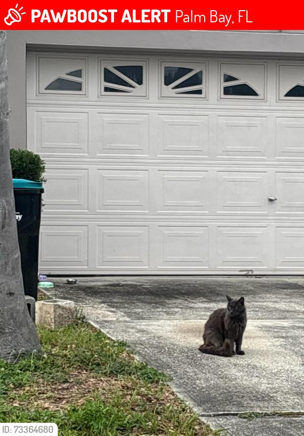 Lost Male Cat last seen Americana, Palm Bay, FL 32907