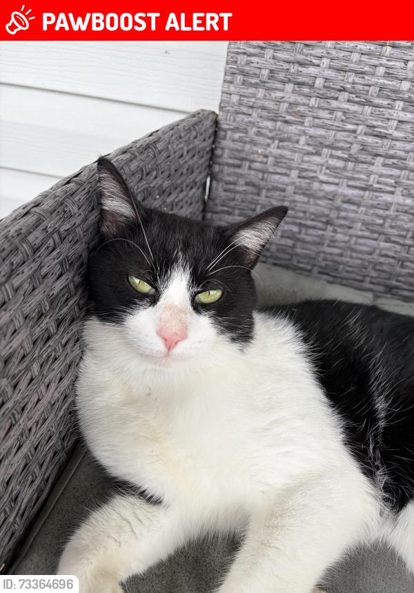 Lost Male Cat last seen Immaculate conception cemetery, North Huntingdon, PA 15642