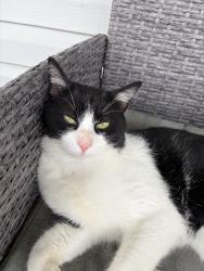 Lost Male Cat last seen Immaculate conception cemetery, North Huntingdon, PA 15642