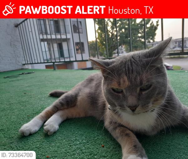 Lost Female Cat last seen Westridge, Houston, TX 77054