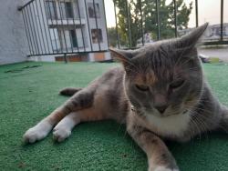 Lost Female Cat last seen Westridge, Houston, TX 77054