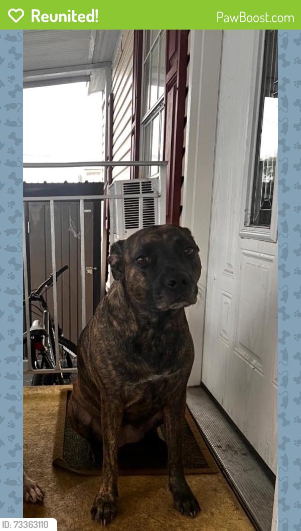 Reunited Female Dog last seen Richwood & Fox Hollow, Port Richey, FL 34668