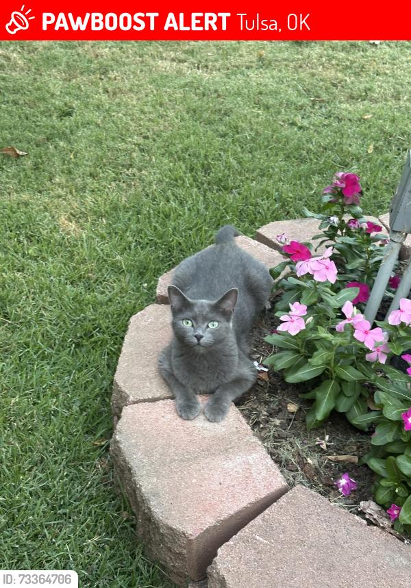 Lost Female Cat last seen 59th and perioa, Tulsa, OK 74105