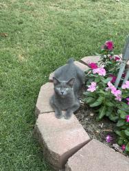 Lost Female Cat last seen 59th and perioa, Tulsa, OK 74105