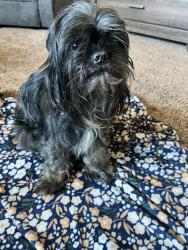 Found/Stray Male Dog last seen Near Market Street Tacoma WA, 98402, Tacoma, WA 98402