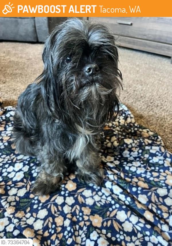 Found/Stray Male Dog last seen Near Market Street Tacoma WA, 98402, Tacoma, WA 98402