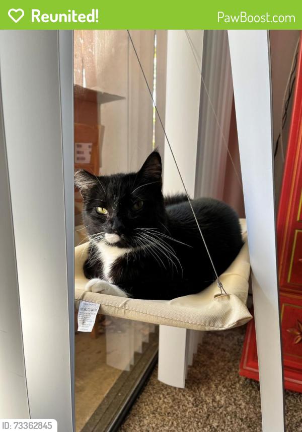 Reunited Male Cat last seen Near Buckingham Drive, Costa Mesa, CA 92626