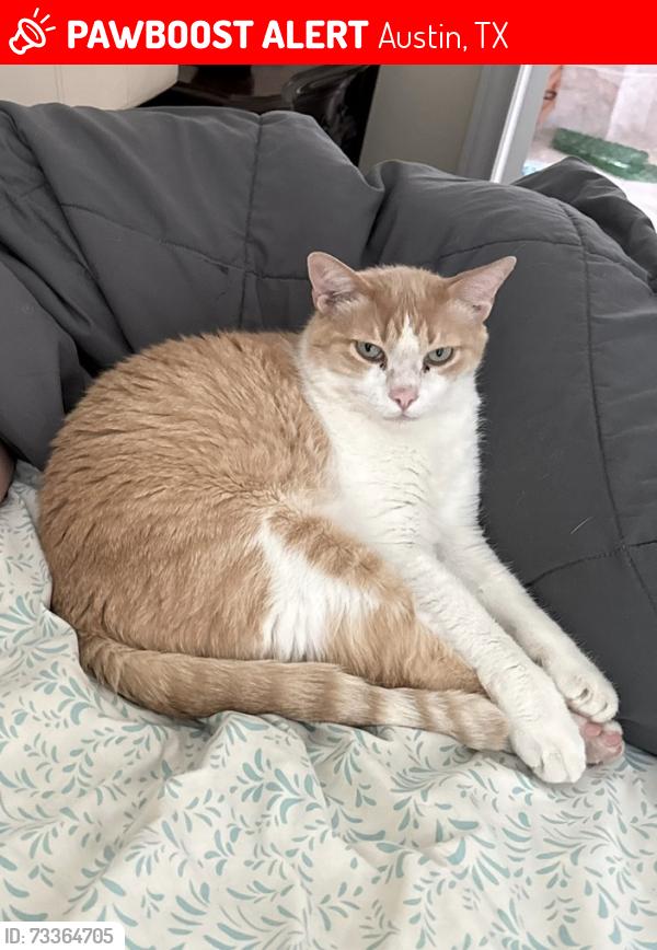 Lost Male Cat last seen Rocky Road Summit & Julian Alps, Austin, TX 78738