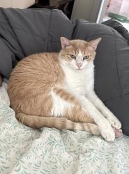 Lost Male Cat last seen Rocky Road Summit & Julian Alps, Austin, TX 78738