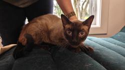Found/Stray Male Cat last seen Near street and 63 avenue, Edmonton, AB T6H 2V5