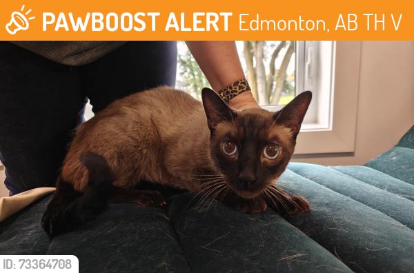 Found/Stray Male Cat last seen Near street and 63 avenue, Edmonton, AB T6H 2V5