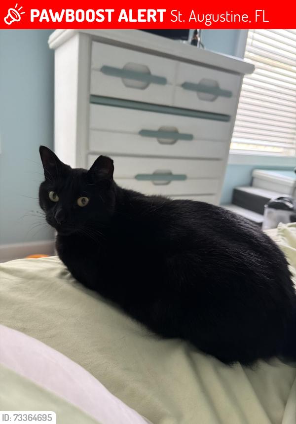 Lost Female Cat last seen Near Shore Dr Saint Augustine, FL 32086 United States, St. Augustine, FL 32086