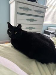 Lost Female Cat last seen Near Shore Dr Saint Augustine, FL 32086 United States, St. Augustine, FL 32086