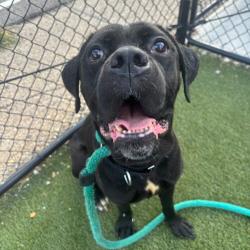 Shelter Stray Female Dog last seen , Animal Care & Control Team of Philly, 111 W Hunting Park Ave, Philadelphia, PA 19140, USA