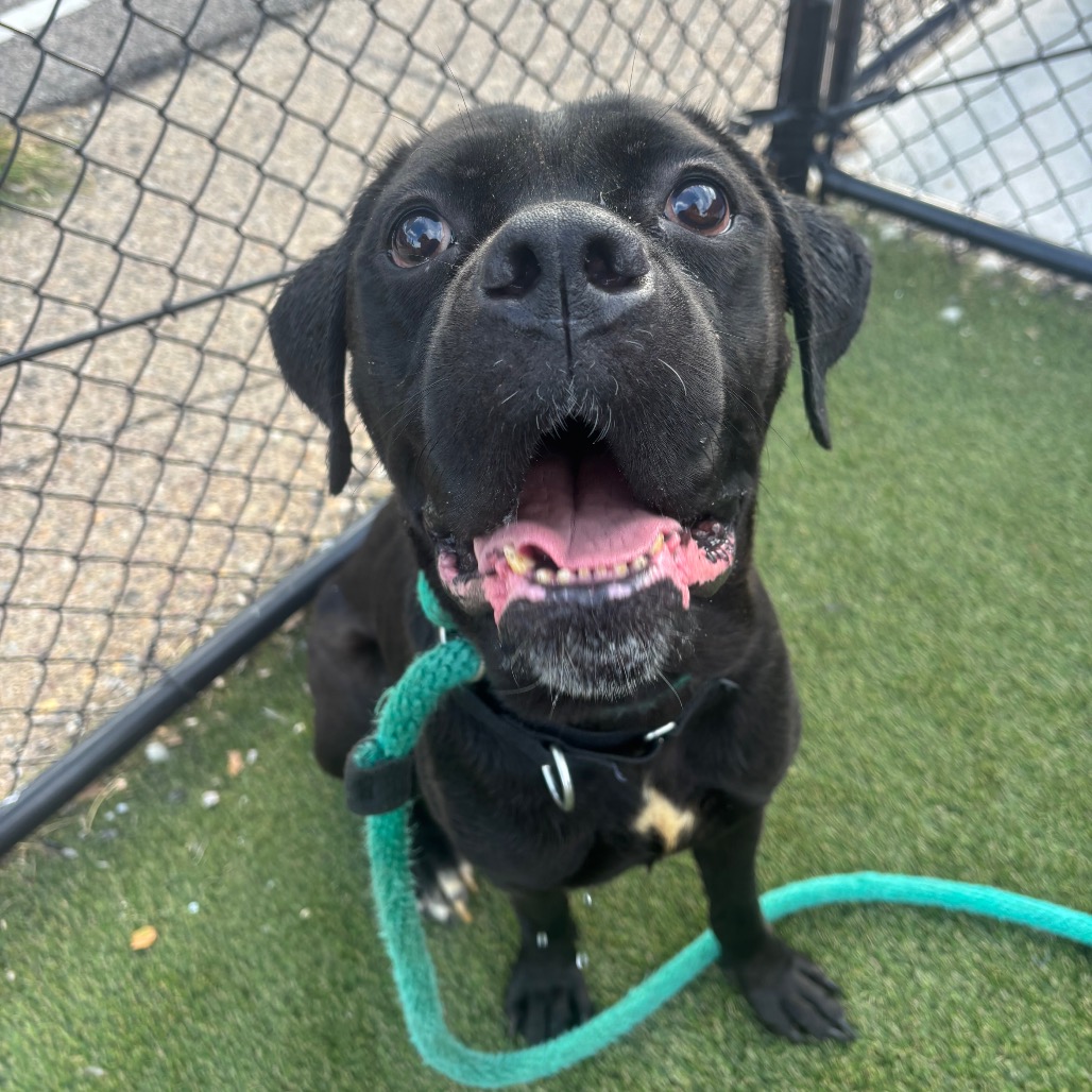 Shelter Stray Female Dog last seen , Animal Care & Control Team of Philly, 111 W Hunting Park Ave, Philadelphia, PA 19140, USA