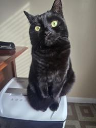 Lost Female Cat last seen South 4th street, Allentown, PA 18102
