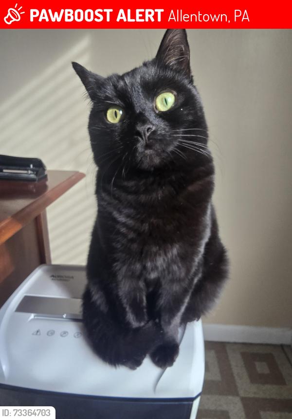 Lost Female Cat last seen South 4th street, Allentown, PA 18102
