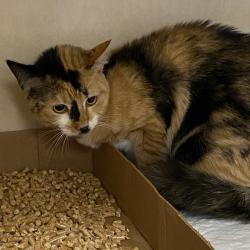 Shelter Stray Female Cat last seen , 6621 Westminster Ave, Garden Grove, CA 92844, USA