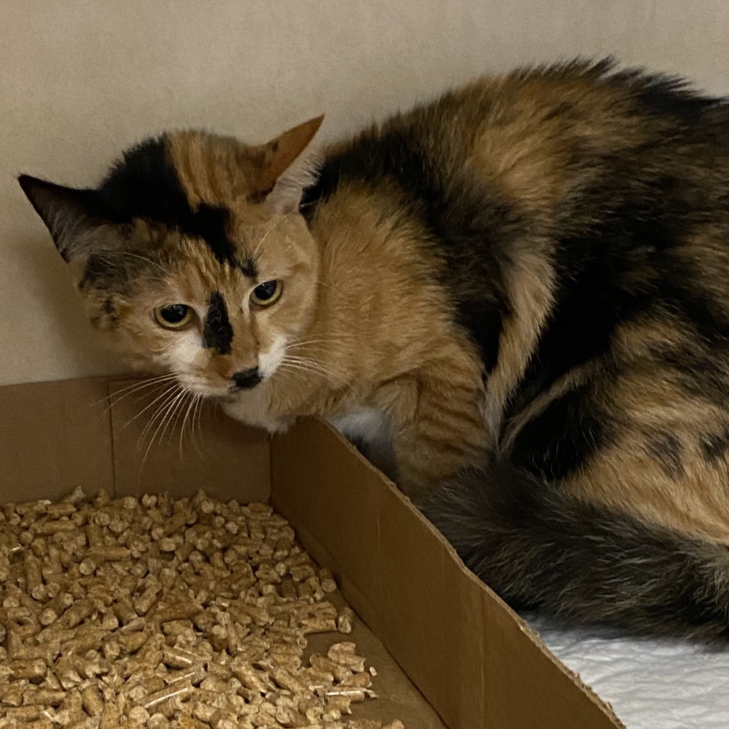 Shelter Stray Female Cat last seen , 6621 Westminster Ave, Garden Grove, CA 92844, USA