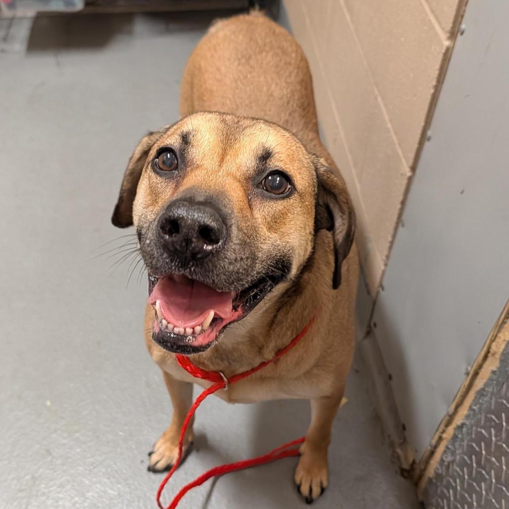 Shelter Stray Female Dog last seen , 2608 Center St, Tacoma, WA 98409, USA