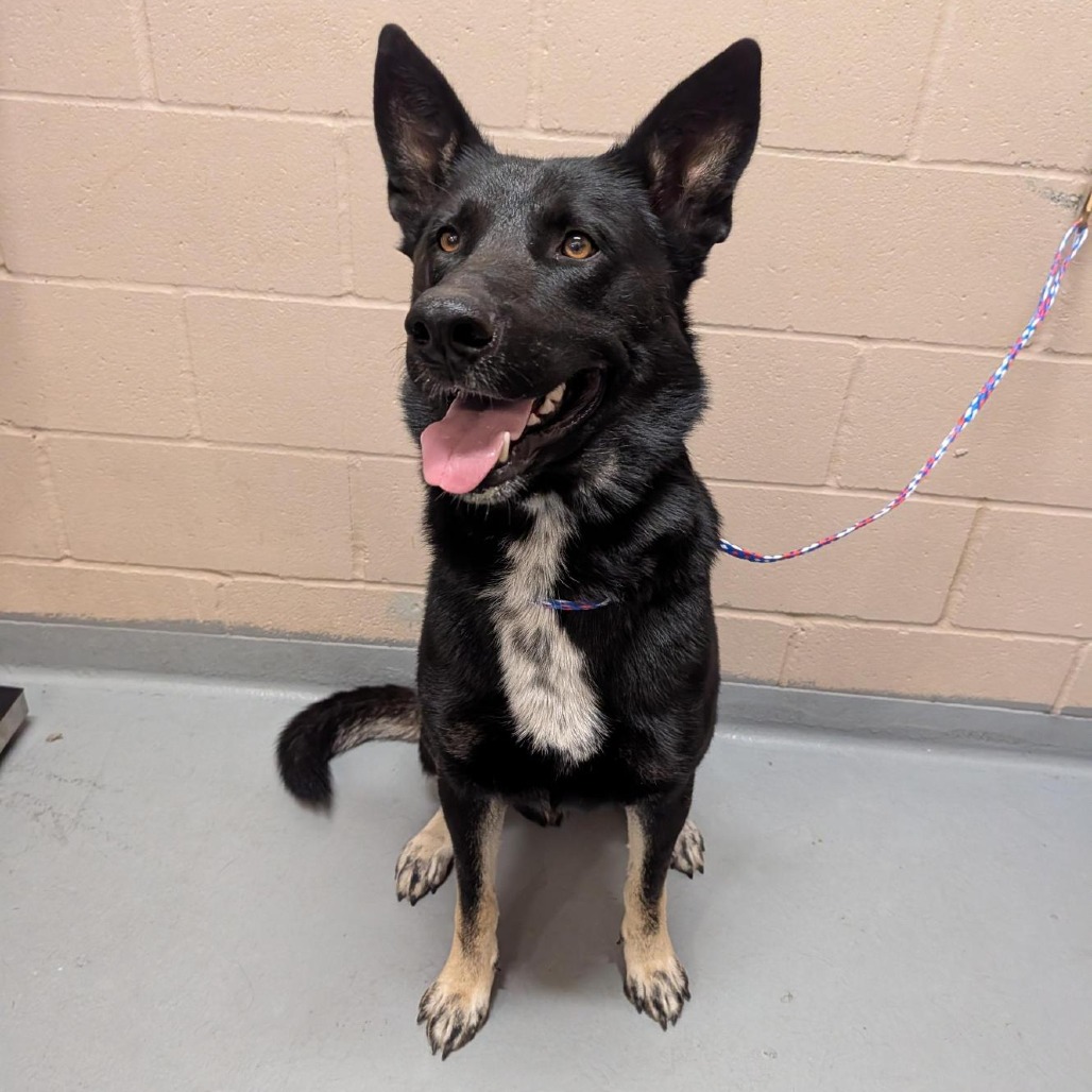 Shelter Stray Male Dog last seen , 2608 Center St, Tacoma, WA 98409, USA