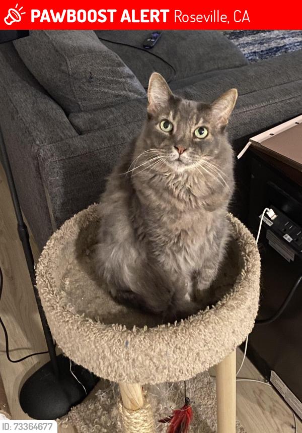 Lost Male Cat last seen Orchard ranch elementary, Roseville, CA 95747