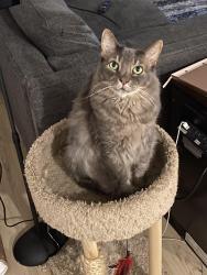 Lost Male Cat last seen Orchard ranch elementary, Roseville, CA 95747