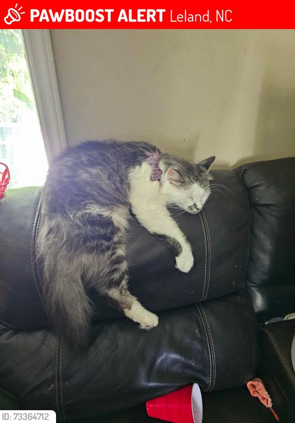 Lost Male Cat last seen Town Hall and Founders Park - Leland, Leland, NC 28451