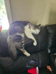 Lost Male Cat last seen Town Hall and Founders Park - Leland, Leland, NC 28451