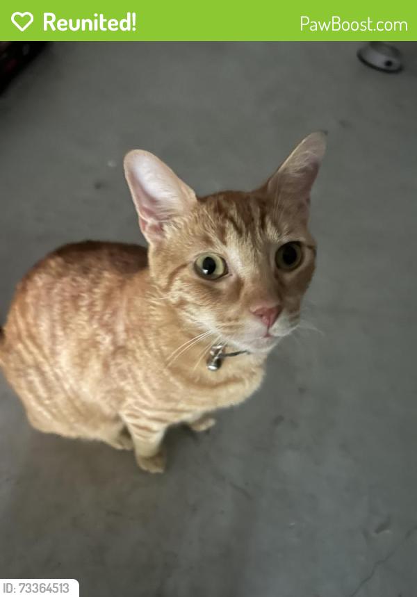 Reunited Male Cat last seen sand key ln, Wesley Chapel, FL 33545