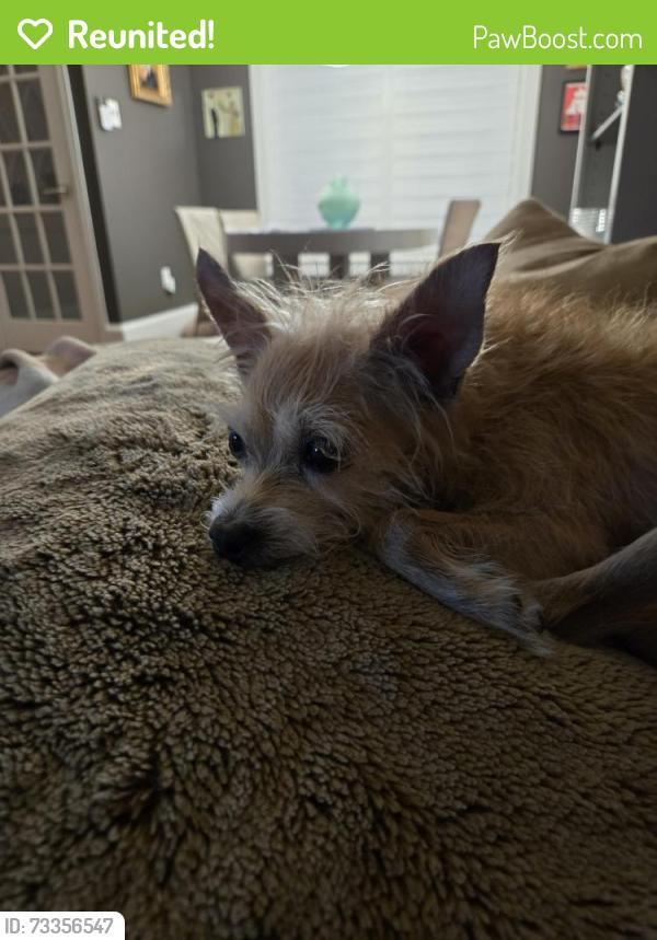 Reunited Female Dog last seen S 6th st and Wolf st, Philadelphia, PA 19148