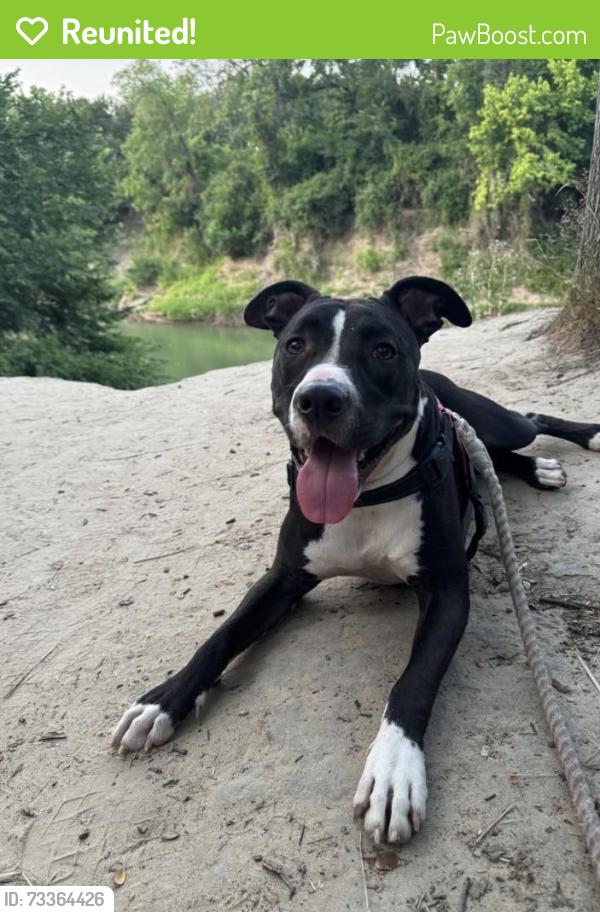 Reunited Female Dog last seen Near Turnberry Dr, Arlington, TX 76006, USA, Arlington, TX 76006