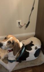 Lost Female Dog last seen Lee Drive, Fredericksburg, VA 22401