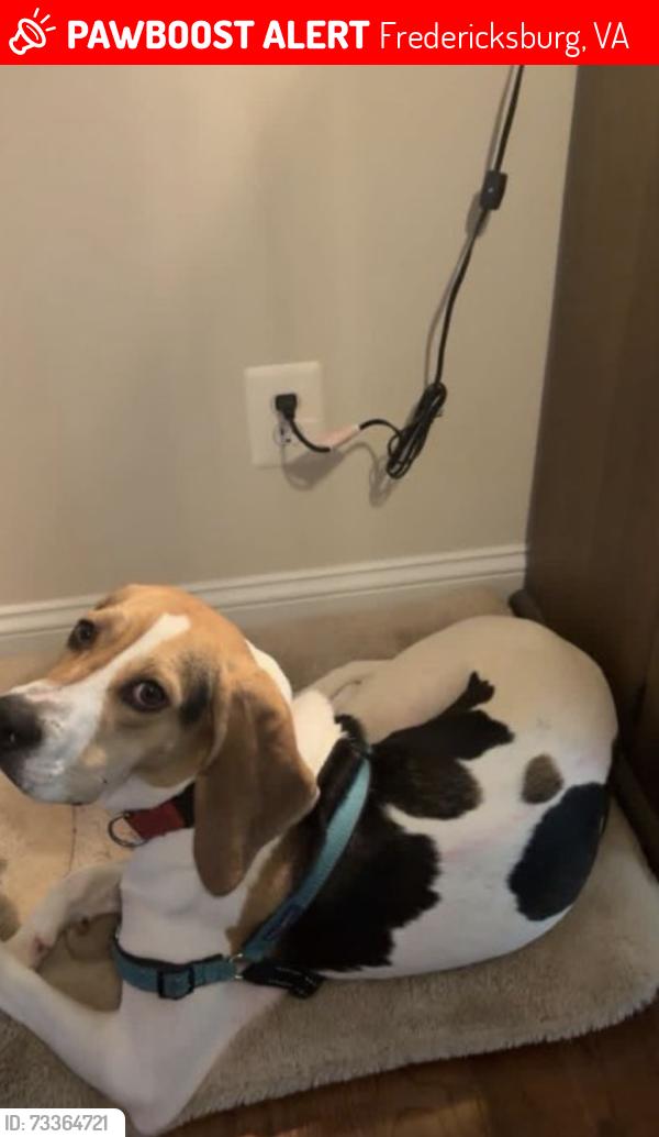Lost Female Dog last seen Lee Drive, Fredericksburg, VA 22401