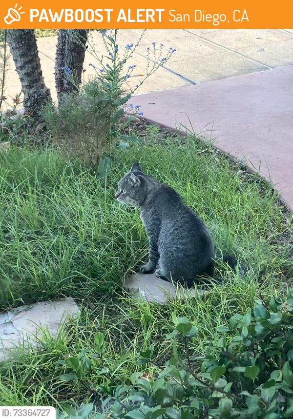 Found/Stray Unknown Cat last seen Wightman & Arnold, San Diego, CA 92104
