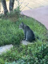 Found/Stray Unknown Cat last seen Wightman & Arnold, San Diego, CA 92104