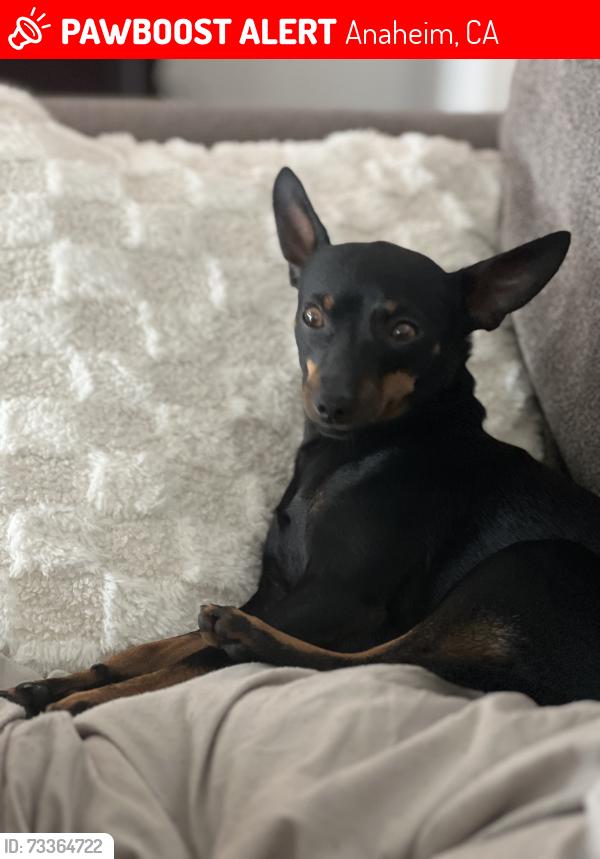 Lost Male Dog last seen Orange and brookhurst, Anaheim, CA 92804