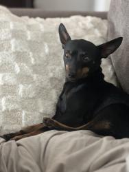 Lost Male Dog last seen Orange and brookhurst, Anaheim, CA 92804