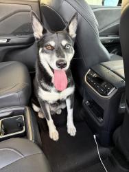 Found/Stray Unknown Dog last seen Jackson Drive, San Diego, CA 92119