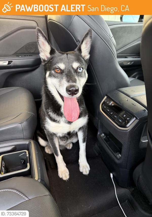 Found/Stray Unknown Dog last seen Jackson Drive, San Diego, CA 92119