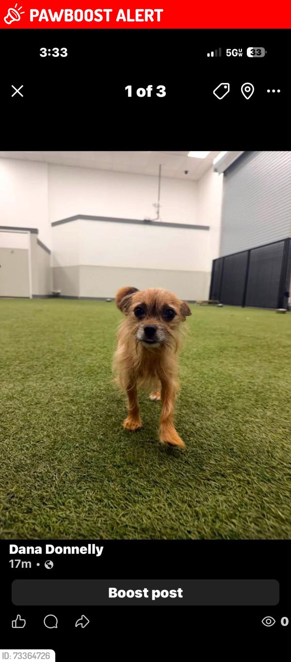 Lost Male Dog last seen Doubleton, Palm Beach County, FL 33446