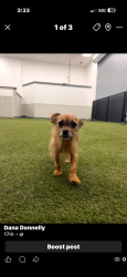 Lost Male Dog last seen Doubleton, Palm Beach County, FL 33446