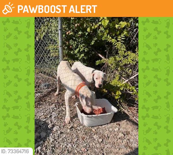 Found/Stray Unknown Dog last seen Convenience Center, Beersheba Springs, TN 37305