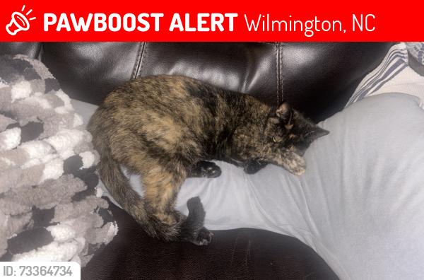 Lost Female Cat last seen Myrtle grove rd, Wilmington, NC 28409
