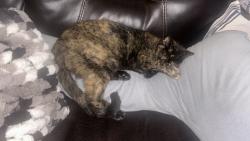 Lost Female Cat last seen Myrtle grove rd, Wilmington, NC 28409