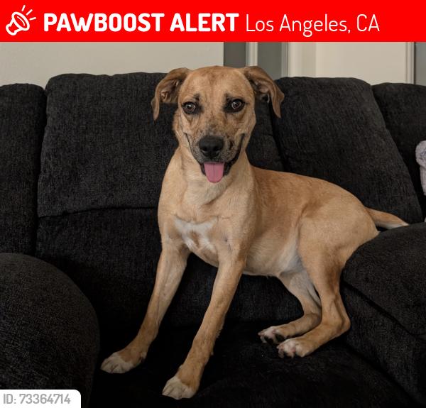 Lost Female Dog last seen Stagg Street, Winnetka, Los Angeles, CA 91306